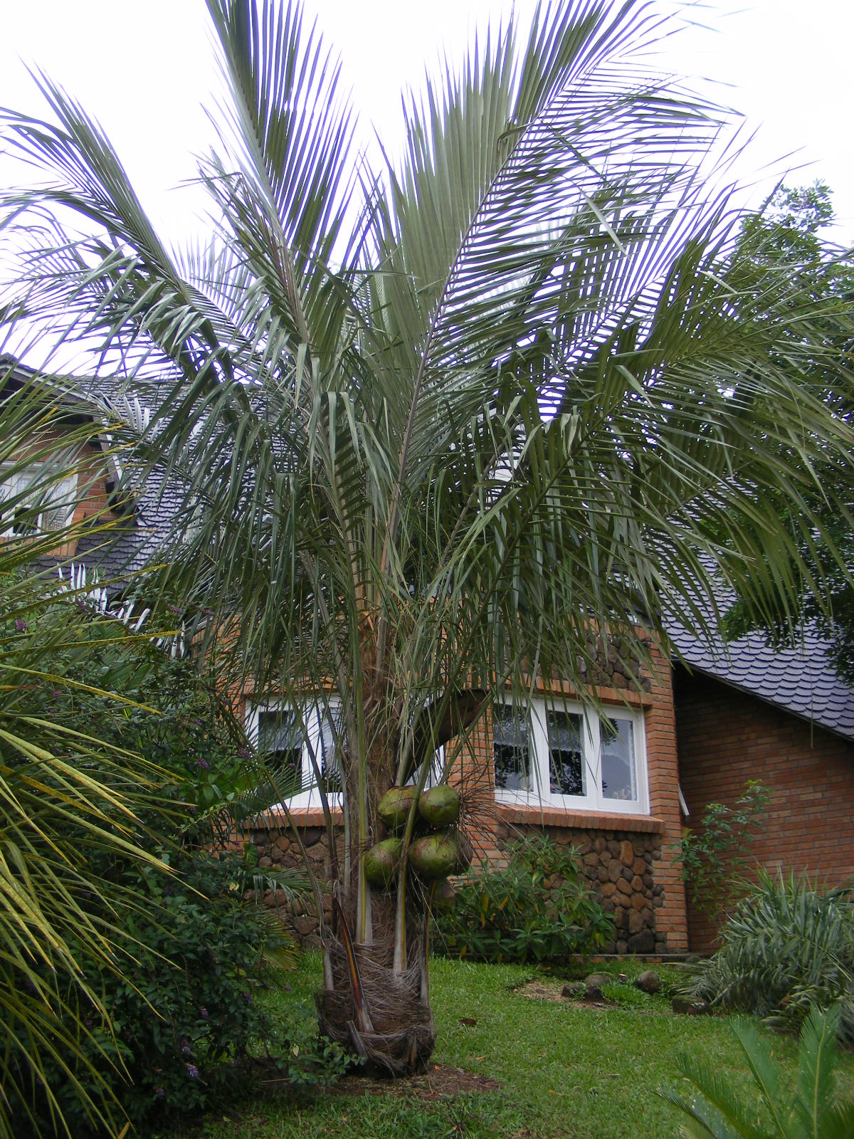 World's most cold hardy Coconut DISCUSSING PALM TREES WORLDWIDE